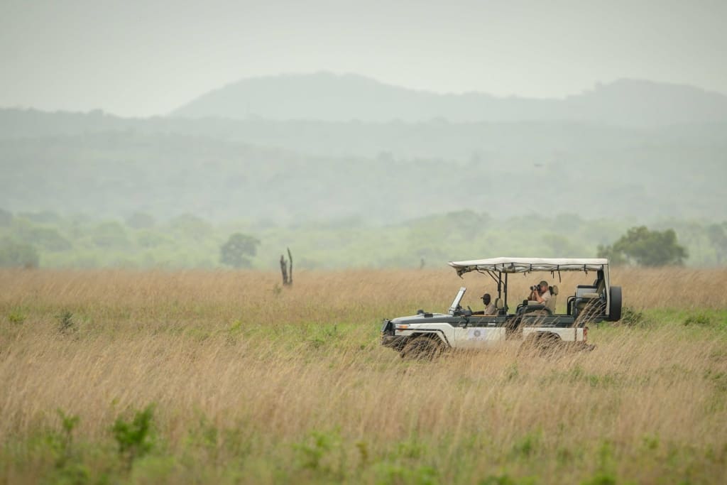 Safari game drive expereince in Mikumi National Park